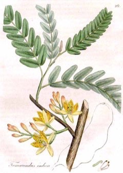 Tamarindus indica Tamarind